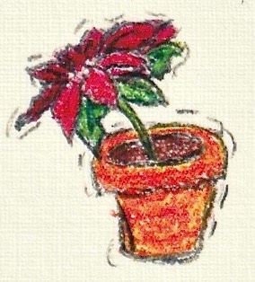 Poinsettia